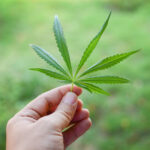 Marijuana Marijuana